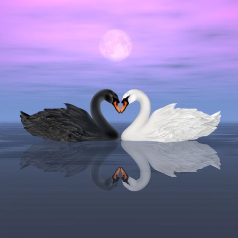 Heart of swans Swans Swimming, Swan Heart, Love Lessons, My Twin Flame, Twin Flame Runner, Swan Pictures, Swan Painting, Swan Love, A Soulmate