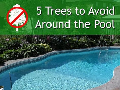 Fill In Pool Ideas Backyards, Evergreens Around Pool, Pool Landscaping For Privacy, Plants Around Above Ground Pool, Trees Near Pool, Trees Around Pool, Privacy Around Pool, Stone Around Pool, Pool Trees