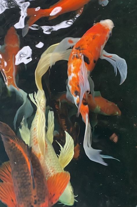 Fish Aesthetic Icon, Fish Aesthetic, Koi Fishes, Fish Pictures, Coy Fish, Carp Fish, Pfp Profile, Koi Fish Pond, Koi Carp