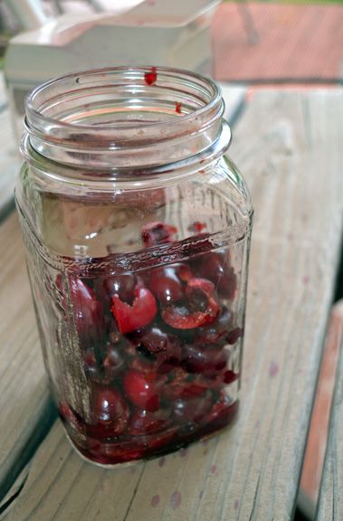 Sweet Cherry Shrub Recipe | Seed to Pantry Fruit Shrub Recipes, Drinking Shrubs, Cherry Shrub Recipe, Shrub Drink, Switchel Recipe, Fruit Shrub, Shrub Recipe, Edible Landscape, Drinking Vinegar