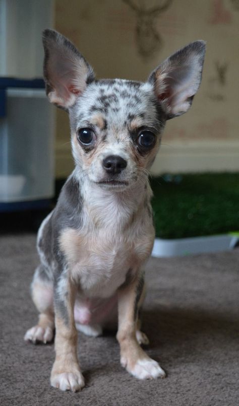 Blue Merle Chihuahua, Merle Chihuahua, Animals Amazing, Blue Merle, Chihuahua, Short Hair Cuts, Cute Puppies, French Bulldog, Fur Babies