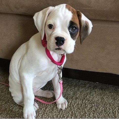 Boxer Beagle Mix, Pitbull Boxer, Mastiff Mix, Boxer Bulldog, Boxer And Baby, Border Collie Mix, Collie Mix, Boxer Mix, Boxer Puppy