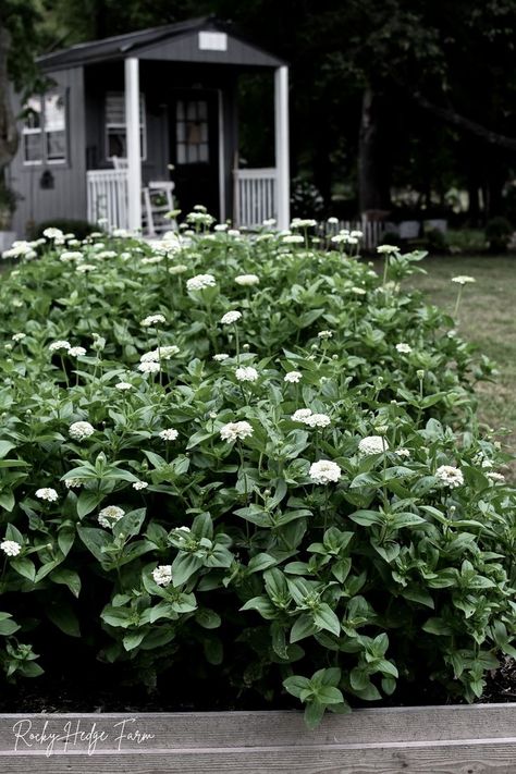 Flower garden ideas: Zinnias are one of the easiest annuals to grow; they make beautiful cut flowers and bloom prolifically. These show-stopping flowering plants are low maintenance, effortless to grow from seed. They are available in a vast range of single or double blooms, dwarf sizes, tall varieties, and different colors. Dependable, requiring full sun and good soil, zinnias come in just about every color. Planting Zinnias, Zinnias From Seed, White Zinnia, Impatiens Plant, Small Towns Usa, Garden Scissors, Building A Raised Garden, Zinnia Flowers, Cottage Garden Plants