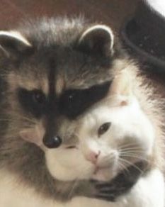 Scary Movie 2, Pet Raccoon, Cute Raccoon, Raccoon Funny, Silly Cats Pictures, Chur, Trash Panda, Silly Animals, Silly Cats