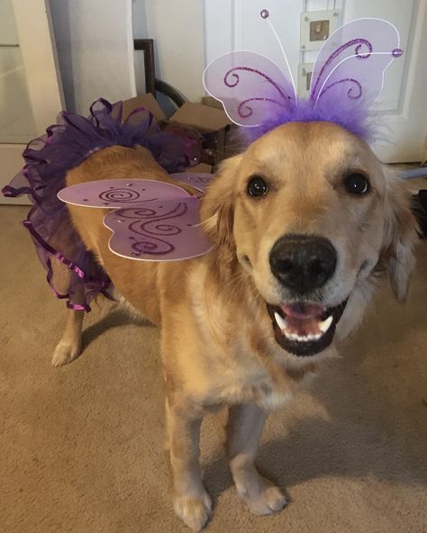 Happy belated Halloween! Golden Retriever Halloween Costume, Golden Retriever Halloween, Labrant Family, Puppy 101, Halloween Music, Pet Halloween Costumes, Dog Training Videos, Halloween Dog, American Kennel Club