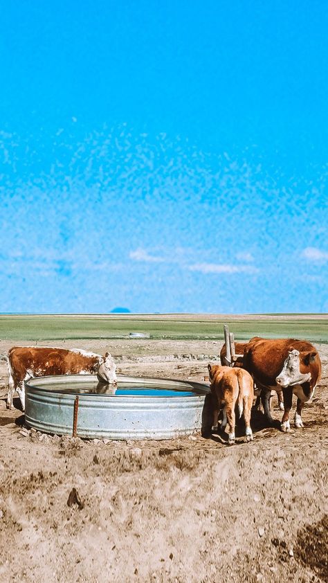 What Is A Stock Tank Pool? — Stock Tank Pool Authority Pool Stock Tank, Cowboy Pool, Diy Stock Tank, Metal Trough, Stock Tank Pool Diy, Large Dog Bowls, Stock Tank Pool, Tank Pool, Stock Tank