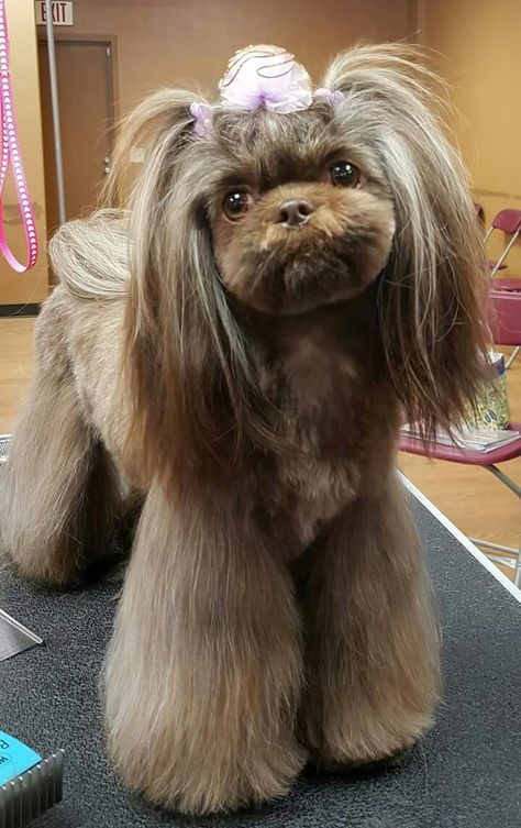 Shih tzu Shih Tzu Asian Fusion, Asian Fusion Shih Tzu, Imperial Shih Tzu Haircuts, Dog Hairstyles, Dog Haircut, Imperial Shih Tzu, Shih Tzu Haircuts, Grooming Ideas, Shih Tzu Grooming