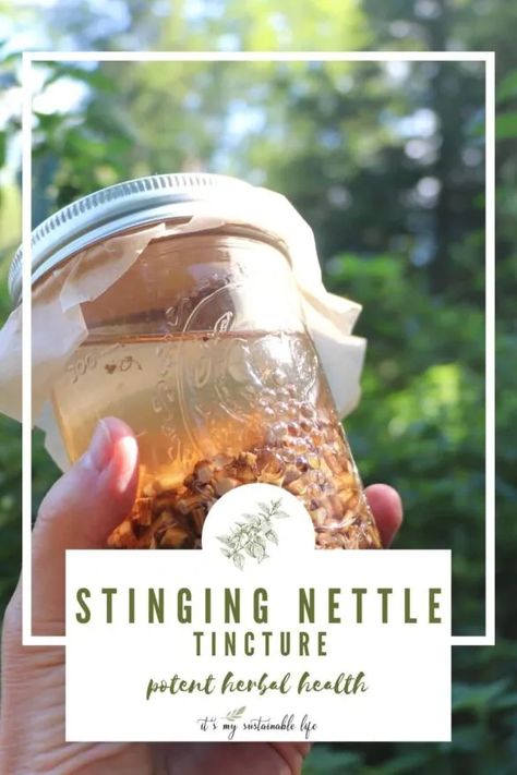 Stinging Nettle Root Tincture {Harvest, Make, And Use} Nettle Tincture, Tinctures Recipes, Foraging Recipes, Medical Herbs, Stinging Nettle, Home Remedies For Acne, Harvest Recipes, Health Heal, Cold Home Remedies