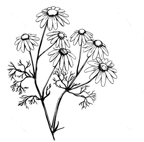 Chamomile Plant Drawing, Chamomile Drawing, Chamomile Tattoo, Floral Outlines, Cottagecore Flowers, Chamomile Plant, Plant Sketches, Fun Watercolor, Stencils Online