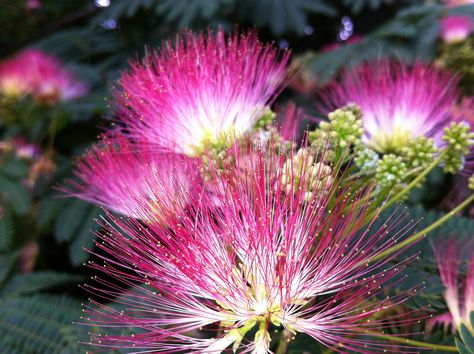 mimosa-flower health benefits and how to harvest. Persian Silk Tree, Mimosa Tree, Albizia Julibrissin, Mimosa Flower, Silk Tree, Africa Do Sul, Tree Seeds, Green Witch, Growing Tree