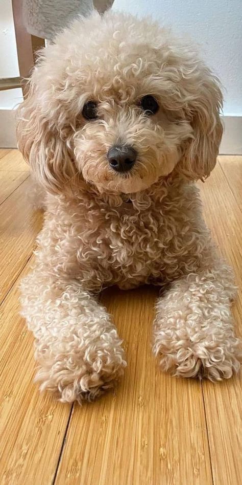 Eye Catching Pictures, Toy Poodle Haircut Styles Korean, Teddy Bear Poodle Haircut, Teddy Bear Cut Poodle, Miniature Poodle Haircut Styles, Mini Poodle Haircut Styles, Toy Poodle Haircut Styles, Cute Poodles, Toy Poodle Haircut Teddy Bears