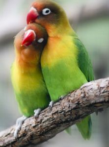 Naturally lovebirds are aggressive birds. Pair issue and territory are the two most important things for this bird. It is not uncommon if found lovebird fight or peck each other. #Lovebird #Lovebirds #Lovebirdhealth #birdhealth #pethealth 수채화 그림, Exotic Birds, Pretty Birds, Bird Photo, Colorful Birds, Cute Birds, Sweet Animals, Nature Animals, Birdy