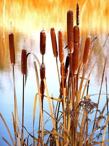 Typha latifolia Watercolor Cattails, Cattail Painting, Painting Cattails, Cattails Painting, Typha Latifolia, Heron Art, Fantasy Props, Dragonflies Design, Textile Fiber Art