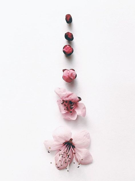 Japanese Cherry Blossom Aesthetic, Cherry Blossom Symbolism, Cherry Blossoms Aesthetic, Flower Sketchbook, Cherry Blossom Photography, Cherry Blossom Aesthetic, Flower Film, Fashion Degree, Head Full Of Dreams