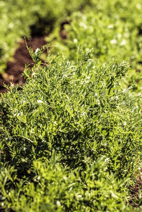 Grow Lentils, Black Lentils, Growing Peas, Montana State University, Brown Lentils, Crop Rotation, Green Lentils, Soil Testing, Starting A Garden