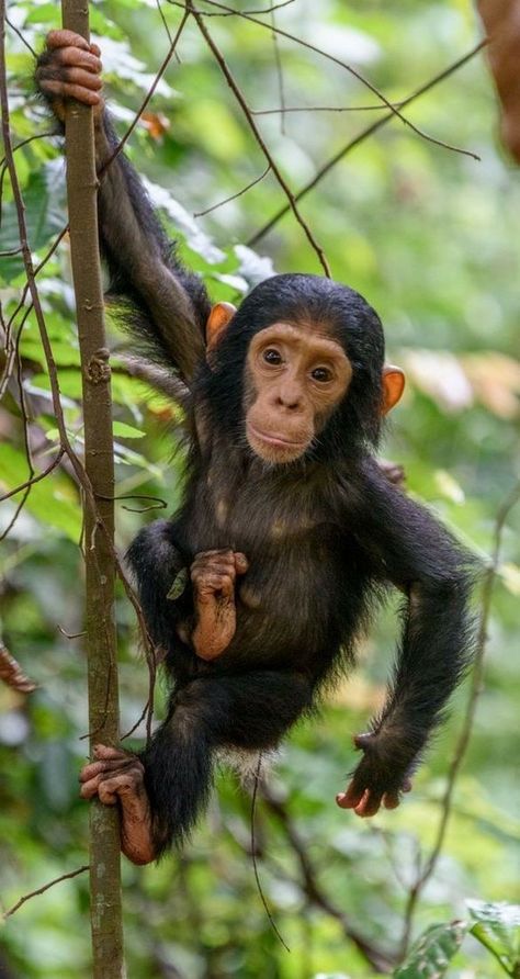 Tanzania Wildlife, Zanzibar Island, Baby Chimpanzee, Lake Tanganyika, Tiny Animals, Animals Tattoo, Tattoo Nature, Jungle Art, Jane Goodall