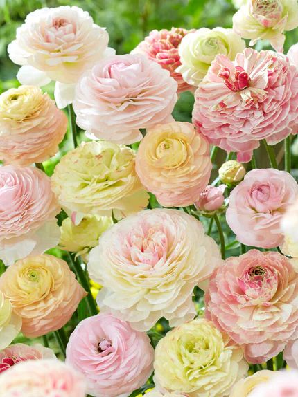 Ranunculus Ranunculus Aesthetic, Spring Bulbs In Containers, Grow Ranunculus, Ranunculus Bulbs, Spring Planters, Orange Ranunculus, Dinner Centerpieces, Partial Shade Plants, Foliar Spray