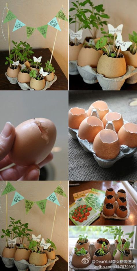 Diy – Velikonoce, Seed Starters, نباتات منزلية, Egg Carton, Perfect Garden, Egg Shells, Herb Garden, Beautiful Decor, Garden Projects