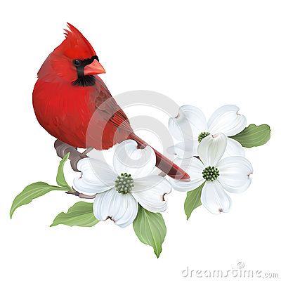 Northern Cardinal and White Dogwood. Small Cardinal Tattoo, Dogwood Tattoo, Cardinal Birds Art, Cardinal Tattoos, Dogwood Blooms, Dogwood Branches, Poppies Tattoo, Northern Cardinal, Dogwood Flowers