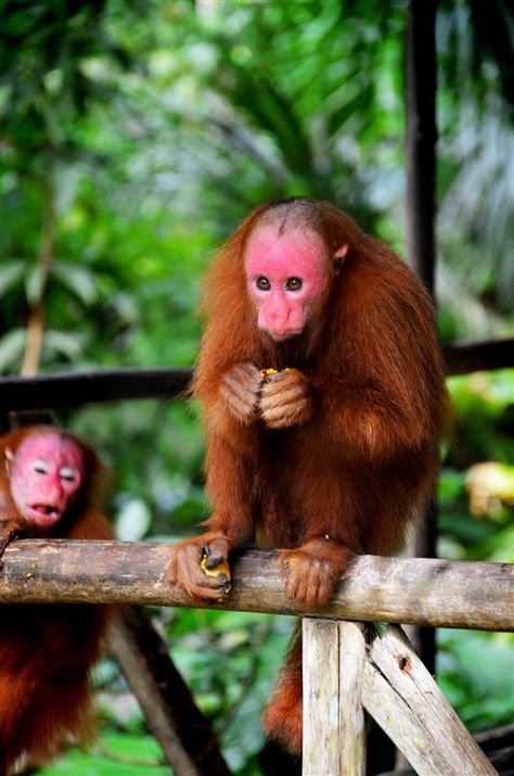 We finally know why this monkey's face is so unbelievably red | Discoveries | Earth Touch News Uakari Monkey, Animal Design Illustration, Monkey Cute, Bizarre Animals, Monkey Illustration, Red Monkey, Long White Hair, Pop Art Drawing, Art Drawing Sketch