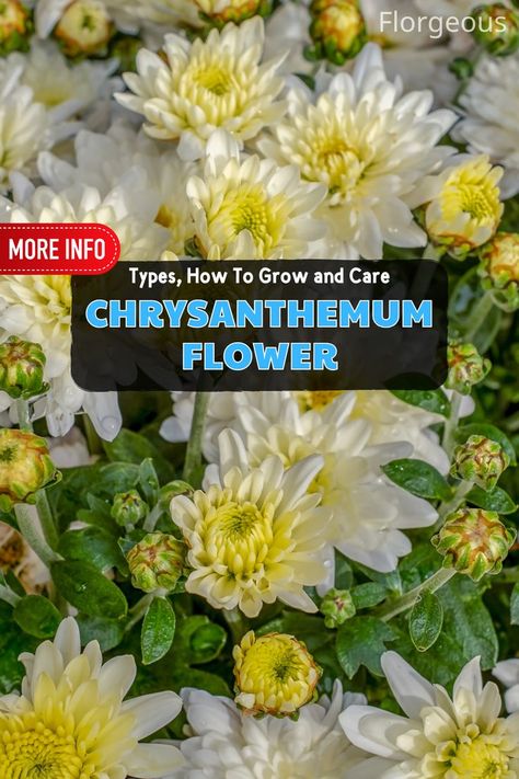 Chrysanthemum Flower Planting Mums, Flower Types, Flower Guide, Chrysanthemum Flower, Red And Purple, Hardy Perennials, The Jewel, Mother Plant, Types Of Flowers