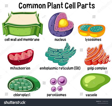 Common plant cell parts illustration #Ad , #affiliate, #plant#Common#cell#illustration Plant Cells Project Ideas, Plant Cell Cake, Plant Cell Parts, Plant Cell Organelles, 3d Plant Cell, Edible Cell Project, Cell Cake, Plant Cell Project, Edible Cell