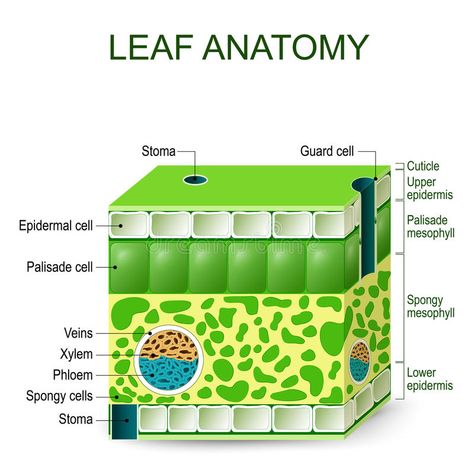 Leaf anatomy. vector diagram. Leaf anatomy. Vector diagram on a white background #Sponsored , #sponsored, #AD, #anatomy, #white, #background, #vector Internal Structure Of A Leaf, Leaf Diagram, Structure Of A Leaf, Palisade Cell, Leaf Anatomy, Leaf Parts, Biology Jokes, Anatomy Coloring, Cell Diagram