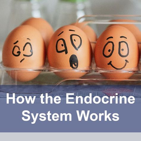 Exocrine System, Endocrine System Activities, The Endocrine System, Hormonal Imbalance, Natural Health Tips, Endocrine System, Hormone Imbalance, Our Body, Natural Health