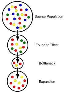 population genetics Population Genetics, Genetic Drift, Dna Polymerase, Genetic Variation, Natural Selection, Biochemistry, Genetic, Biology, Evolution