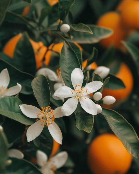 ORANGE 🍊 BLOSSOM 🌱 AKA Neroli Orange-Citrus spp. A valuable medicinal herb, the orange originated in China, and by the Middle Ages was a favorite with Arabian physicians. In the 16th century, an Italian princess named Anna-Marie de Nerola reputedly discovered an oil extracted from the flowers, which she used to scent her gloves; today Neroli oil, as it became known, is prohibitively expensive. The Chinese remain the greatest enthusiasts of medicinal oranges: the bitter Seville orange (C. Au... Neroli Aesthetic, Orange Blossom Drawing, Orange Tree Flower, Orange Fruit Flower, Orange Blossom Aesthetic, Citrus Aesthetic, Citrus Flowers, Neroli Flower, Orange Blossom Flower