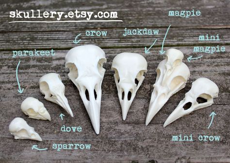 Skull Reference, Animal Skeletons, Crow Skull, Bone Crafts, Skulls And Bones, Vulture Culture, Bone Art, Bone Jewelry, Animal Bones