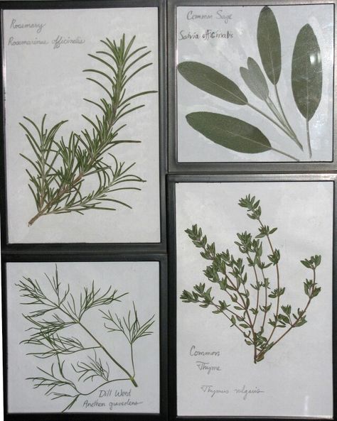 Pressed Herbs Framed, Pressed Herbs, Pressed Flower Crafts, Forest Garden, Pressed Flower Art, Cute Room Decor, Hangzhou, Kitchen Makeover, Pressed Flower