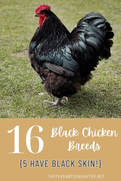 Many chickens come in black and these are some of the most striking and unusual examples of black chicken breeds. Five of these breeds have fibromelanosis — they are truly black inside and out with black feathers, skin, blood, organs, and bones. Black Chickens Breeds, Java Chicken, Americana Chickens, Black Australorp, Rooster Breeds, Giant Chicken, Polish Chicken, Black Chicken, Meat Birds