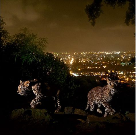 Mumbai is home to over 20 million people—and three dozens leopards. Sanjay Gandhi National Park, Walking Up Stairs, Leopard Cub, Winter Photo, Majestic Animals, Urban Area, Leopards, Walking In Nature, Big Cats