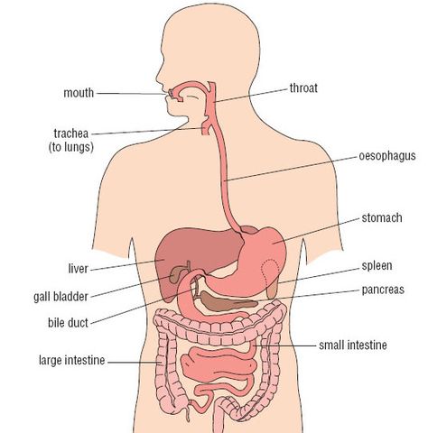 Human Digestive System Diagram, Organ Diagram, Digestive System Diagram, Whipple Procedure, Tetralogy Of Fallot, Biology Diagrams, Human Digestive System, Body Diagram, Sistem Pencernaan