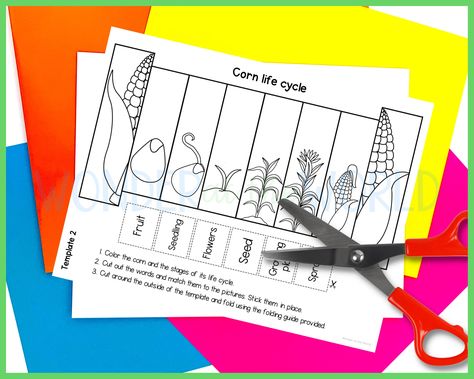 Maize Plant, Corn Maize, Corn Plant, Sequencing Activities, Activity For Kids, Cut And Paste, Life Cycle, Interactive Notebooks, Life Cycles