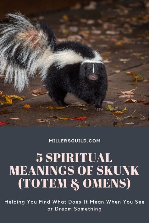 Animals Symbolism, White Skunk, Spirit Animal Meaning, Animal Meanings, Spiritual Animal, Animal Spirit Guides, Animal Symbolism, Be Confident In Yourself, Dream Symbols