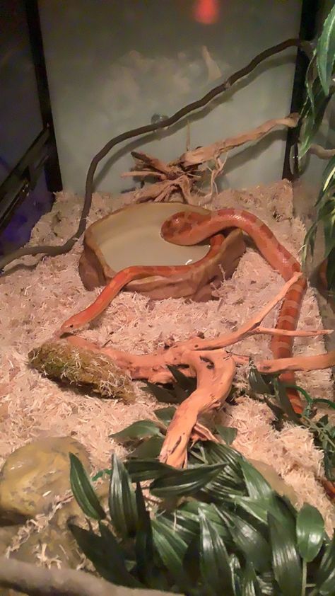 Corn Snake Aesthetic, Corn Snake Cute, Snake Cute, Corn Snake, Cute Snake, Cute Aesthetic, Reptiles And Amphibians, Amphibians, Reptiles