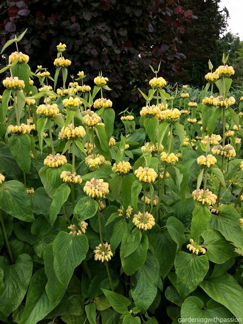 Phlomis Russeliana, Turkish Garden, East Facing Garden, Autumn Sage, Shade Tolerant Plants, Front Yard Plants, Wildlife Gardening, Memorial Garden, Garden Borders