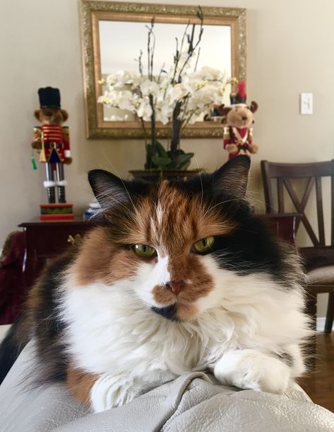 Calico Norwegian Forest Cat Calico Norwegian Forest Cat, Norwegian Forest Cat Aesthetic, Calico Cats, Fancy Cats, Norwegian Forest, Forest Cat, Norwegian Forest Cat, Cat Photography, Calico Cat