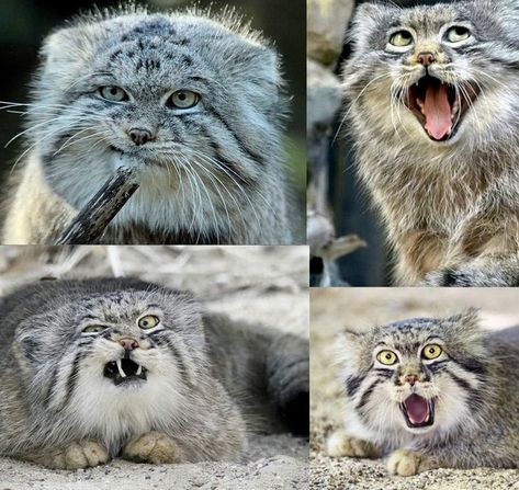 Cute Animals - Meet Pallas's Cat, the most expressive feline in the world. Pallas's cat is a wild cat that inhabits cold regions of Asia and is known for its funny and curious facial expressions. Despite having a size similar to a domestic cat (3.5 kg to 4 kg), this feline is not domesticable, as it does not tolerate the presence of humans well ~.~ Pallas Cat Funny, Animal Facial Expressions, Cat Facial Expressions, Cat Expressions, Pallas's Cat, Inspiration Painting, Domestic Cat, Art Inspiration Painting, Facial Expressions