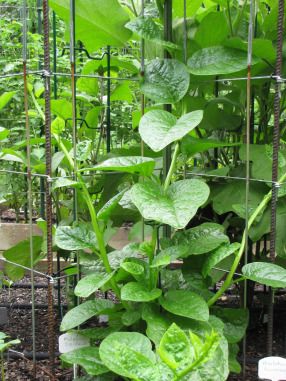 Malabar Spinach, Growing Spinach, Spinach Seeds, Vegetable Plants, Potager Garden, Climbing Vines, Heirloom Seeds, Planting Vegetables, Tropical Garden