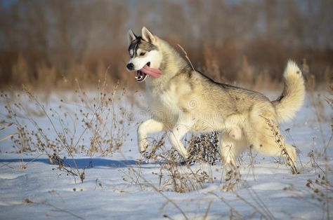 Siberian Husky Dog Grey And White Running In The Snow Meadow Stock ... Sledding Painting, Alaska Drawing, Husky Running, Running In The Snow, Woodland Artwork, Husky Drawing, Winter Landscape Painting, Siberian Husky Dog, My Husky