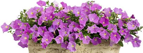 Petunia Care - How to Care for Supertunias® | Proven Winners Petunia Care, Patio Flowers, Backyard Designs, Indoor Plant Care, Border Plants, Proven Winners, Summer Plants, Flower Gardens, Garden Yard Ideas