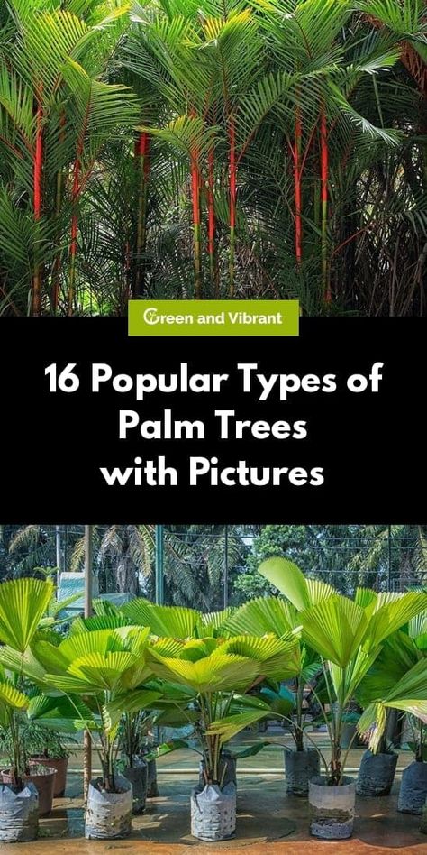 Types Of Palm Plants, Palm Tree Types, Palm Trees For Sale, Palm Trees Garden, Fishtail Palm, Palm Trees Landscaping, Tropical Landscape Design, Florida Landscaping, Plant Names