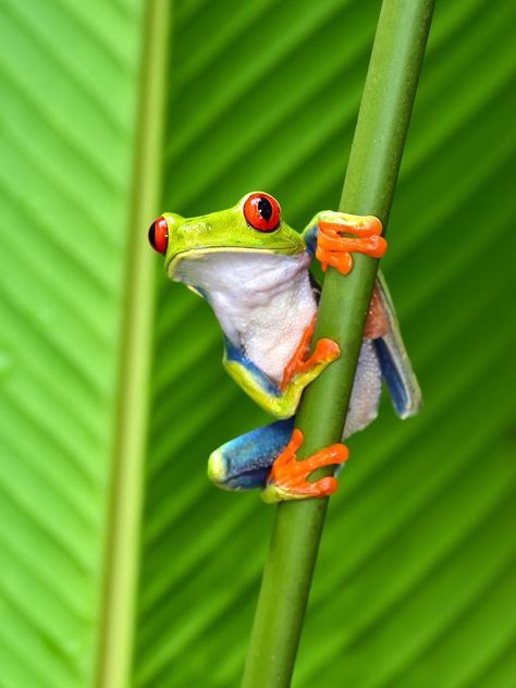 Tree Frog Art, Puerto Viejo Costa Rica, Tree Frog Tattoos, Cahuita, Green Tree Frog, Wild Animals Photography, Red Eyed Tree Frog, Disney Characters Wallpaper, Rainforest Animals