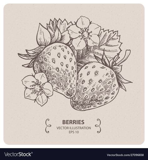 Strawberry Vector, Strawberry Drawing, Strawberry Tattoo, American Traditional Tattoo Ideas, Traditional Tattoo Ideas, Plant Tattoo, Botanical Tattoo, Hand Drawn Vector Illustrations, American Traditional Tattoo