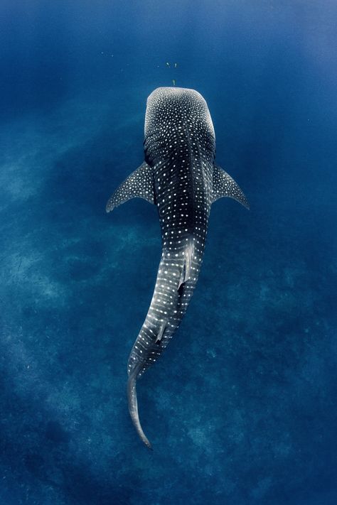 Whale Shark, In The Ocean, Sharks, The Ocean, Swimming