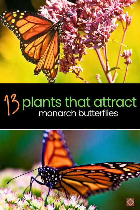 Monarch butterflies, with their striking orange and black wings, are one of nature’s most celebrated pollinators. Sadly, their populations have been dwindling due to habitat loss and climate change. But there’s good news!

You can help these fluttering beauties by planting specific butterfly garden plants. Not only will you be supporting monarch conservation efforts, but you’ll also be adding a splash of color to your garden design. Monarch Butterfly Garden, Butterfly Garden Plants, Lantana Camara, Milkweed Plant, Swamp Milkweed, Sun Loving Plants, Eco Friendly Garden, Perennial Shrubs, Monarch Butterflies