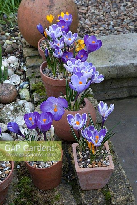 Mixed Crocus in terracotta clay pots on garden step. Crocus Garden, Crocus Flower, Clay Flower Pots, Garden Steps, Flower Garden Design, Terracotta Clay, Plant Photography, Spring Bulbs, Pretty Plants